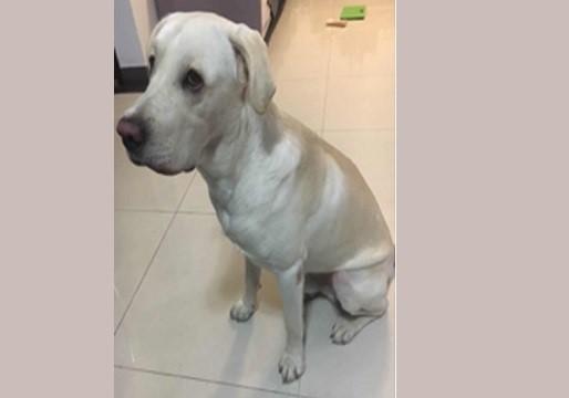 寵物入境有什么證書需要辦理？