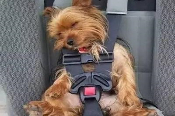 寵物快遞公司可以提供哪些便利服務？