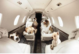 狗狗出國之前要去幾次寵物醫院？