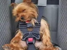 狗狗出國途中需要準備哪些物品？