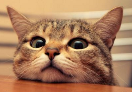 快遞貓時如何避免寵物貓受驚？