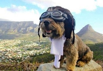 帶狗狗去美國成功入境的要點是什么