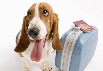 為什么帶狗狗去美國托運機構很靠譜