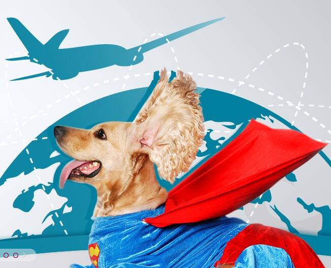 深圳寵物托運未來的發展趨勢