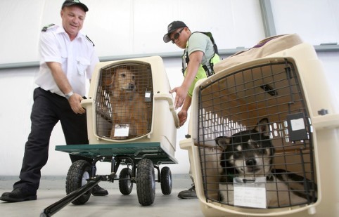 寵物進出口托運所需要的文件有哪些？