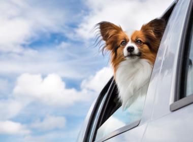 如何確保托運寵物的安全性落實