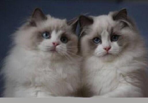 國際寵物托運公司有哪些服務優勢