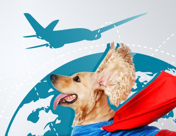 廣州寵物托運解讀：航空托運寵物的三大好處