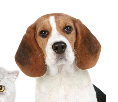 廣州寵物托運公司解析如何保證寵物托運安全