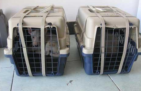 關(guān)于狗狗托運(yùn)的幾個實(shí)用建議