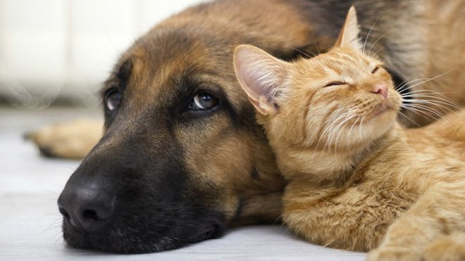 對于寵物回國有哪些規定