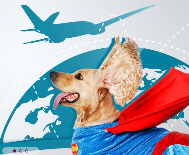 寵物進出口運輸中飛機托運需要注意哪些事項？