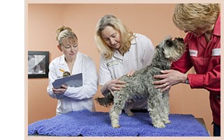 申請狗狗托運(yùn)的步驟是什么