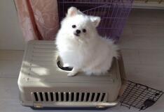 如何選擇狗狗托運(yùn)公司