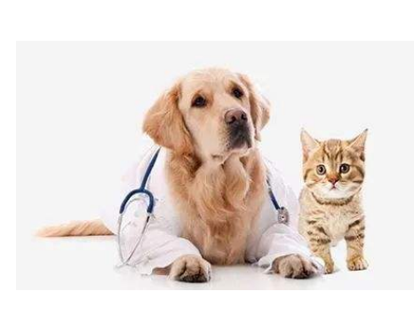 廣州寵物托運公司解析大型寵物托運的要點