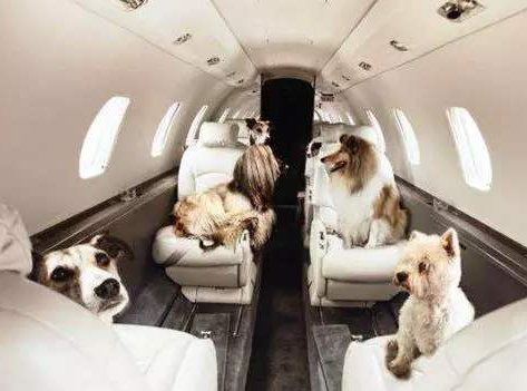 寵物運(yùn)輸前的注意事項(xiàng)有哪些