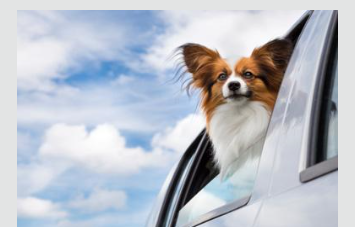 狗狗出國途中需要注意的事項有哪些