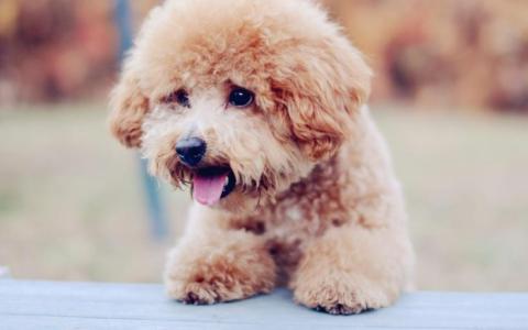 國內寵物托運應該注意哪些問題？