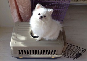 寵物進出口托運需要注意的事項