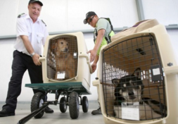 寵物快遞時要提前準(zhǔn)備什么？