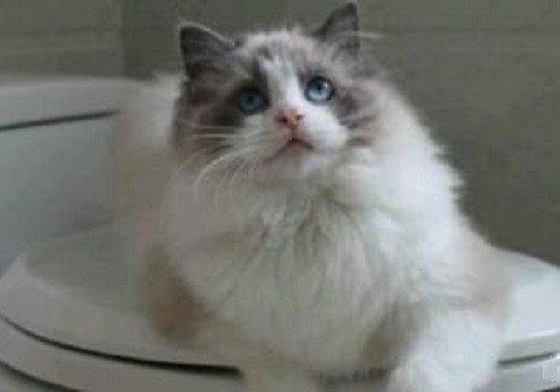 貓貓托運需要注意哪些問題？