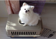 國內寵物托運價格的特點有哪些