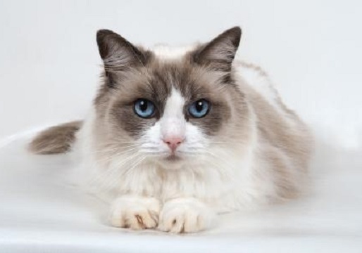 什么樣的貓貓托運公司靠譜？