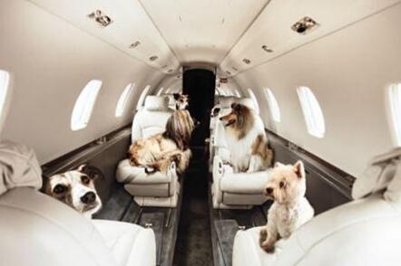 國際寵物托運公司用什么方法來避免寵物不安