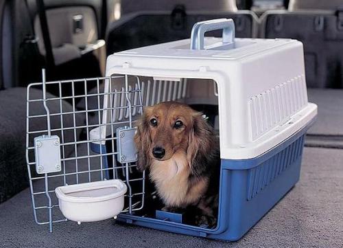 選擇狗狗托運(yùn)公司需要注意哪些問題