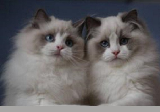 貓貓托運公司介紹：什么情況下的貓咪不宜托運