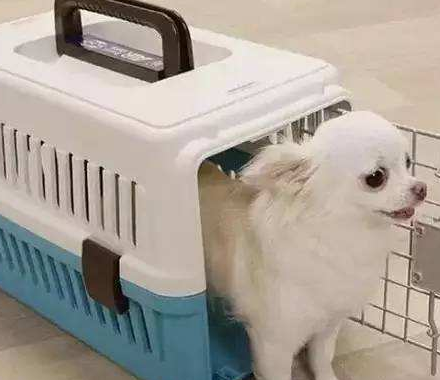 深圳寵物托運(yùn)公司托運(yùn)前要避免食用哪些食物