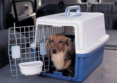 如何選擇深圳寵物托運公司