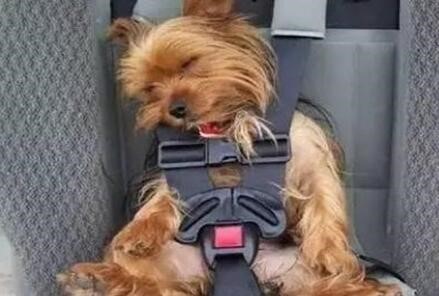 托運(yùn)寵物公司如何提高寵物的安全？