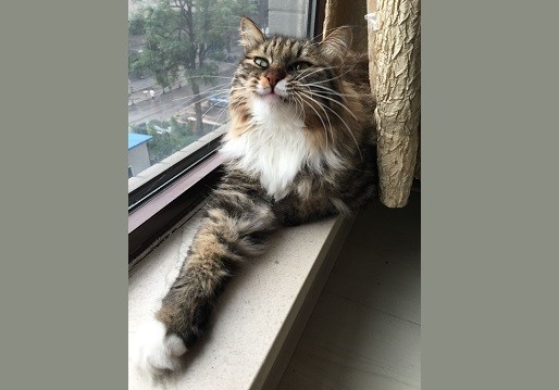 常見(jiàn)的貓貓托運(yùn)方式有哪些？