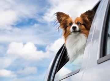 深圳寵物快遞的特點有哪些