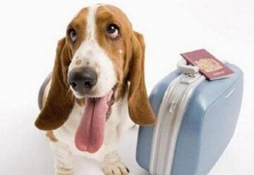 什么樣的深圳寵物快遞公司能得到消費者的信賴