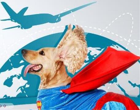 深圳寵物快遞未來的發展趨勢如何